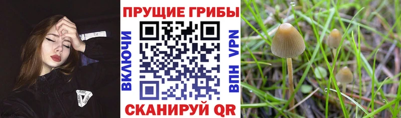 Галлюциногенные грибы прущие грибы  Купить где  Дмитровск 